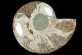 Wide Polished Fossil Ammonite Dish - Inlaid Ammonite #133252-1